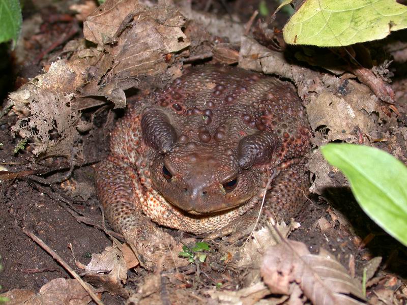Un bellissimo Bufo bufo